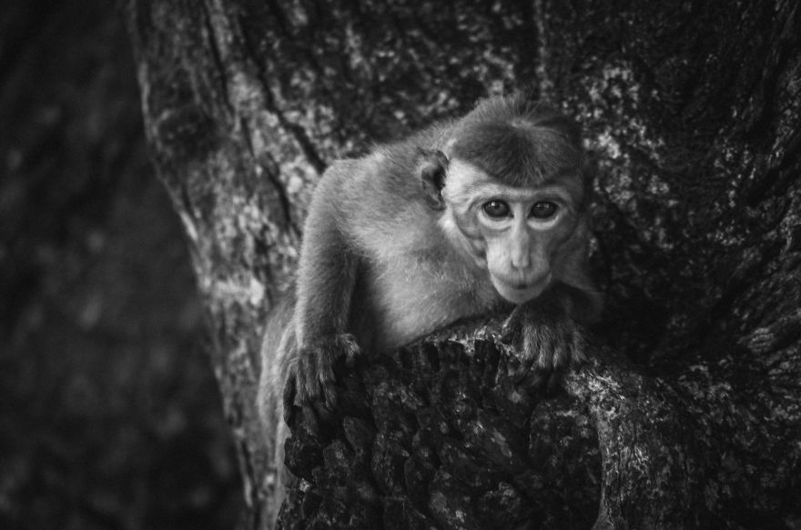 I Took This Series Of Makaka Portraits During My Trip In Sri Lanka