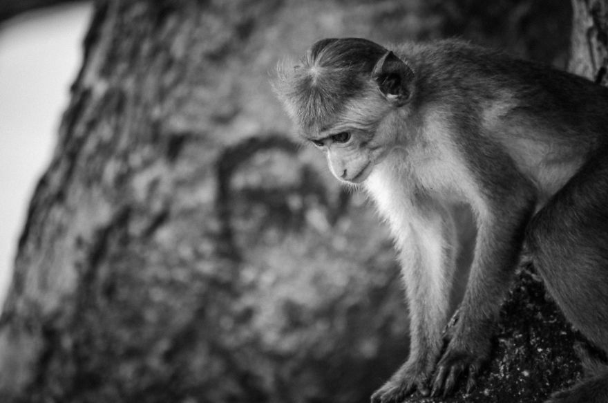 I Took This Series Of Makaka Portraits During My Trip In Sri Lanka