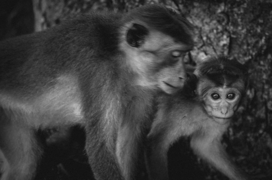 I Took This Series Of Makaka Portraits During My Trip In Sri Lanka