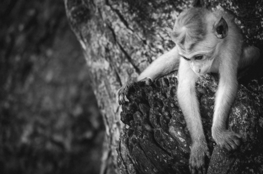 I Took This Series Of Makaka Portraits During My Trip In Sri Lanka