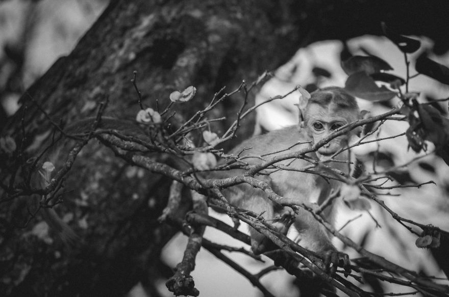 I Took This Series Of Makaka Portraits During My Trip In Sri Lanka
