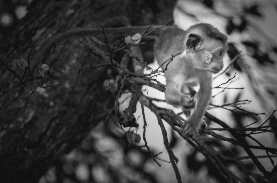 I Took This Series Of Makaka Portraits During My Trip In Sri Lanka