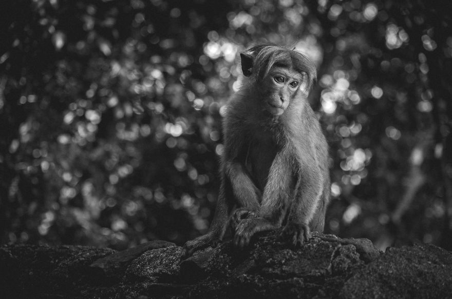 I Took This Series Of Makaka Portraits During My Trip In Sri Lanka