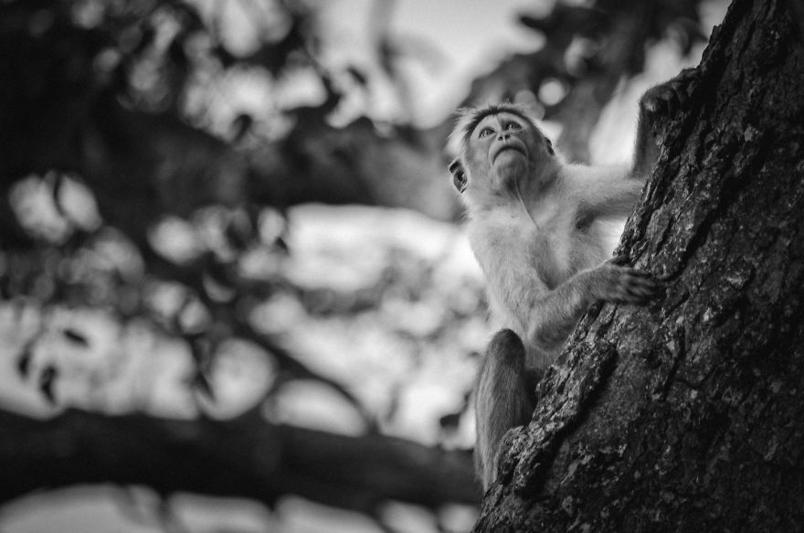 I Took This Series Of Makaka Portraits During My Trip In Sri Lanka