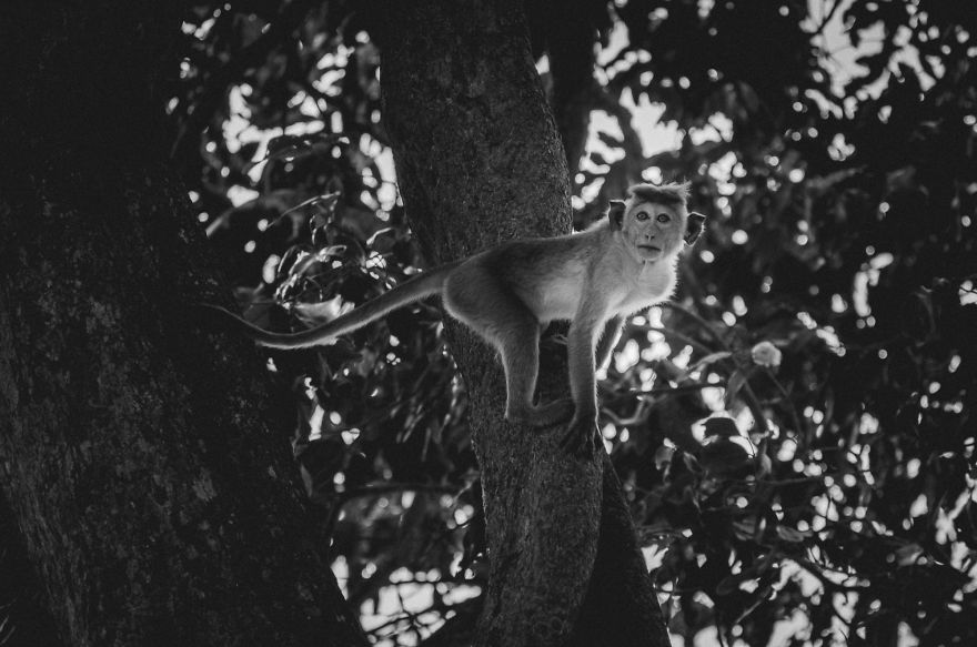 I Took This Series Of Makaka Portraits During My Trip In Sri Lanka