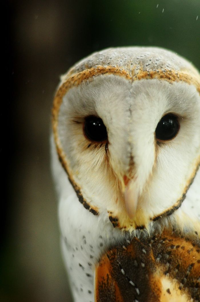 Barn Owl In The Rain