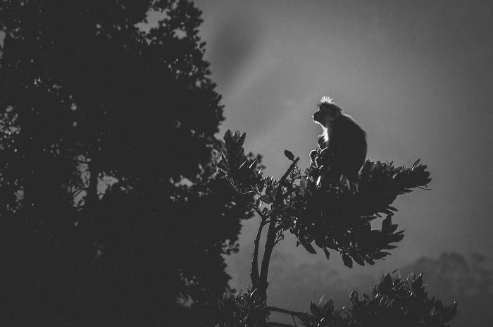 I Took This Series Of Makaka Portraits During My Trip In Sri Lanka
