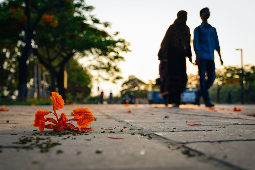 The Romantic Color Of The "Krishnachura"