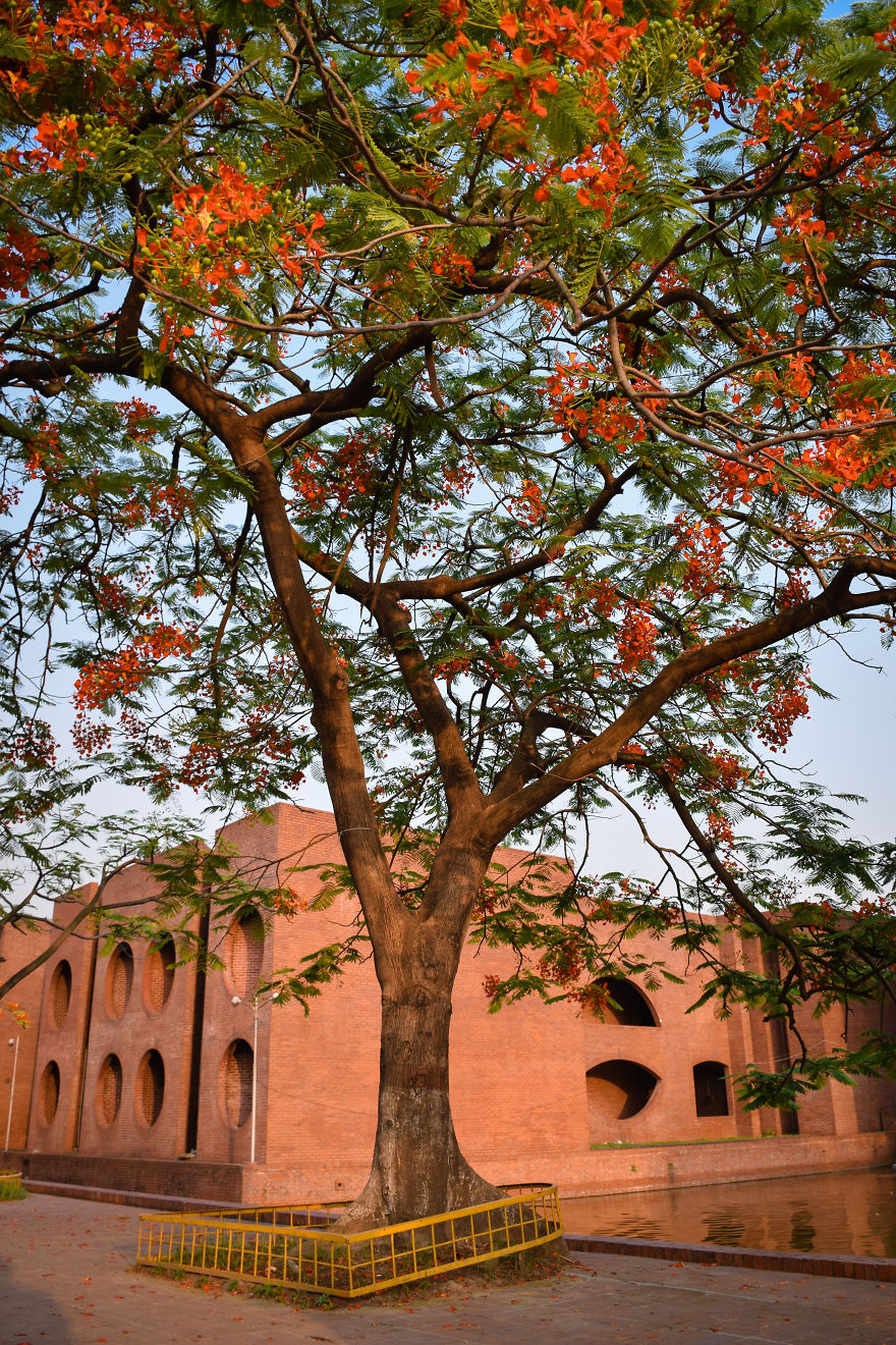 The Romantic Color Of The "Krishnachura"