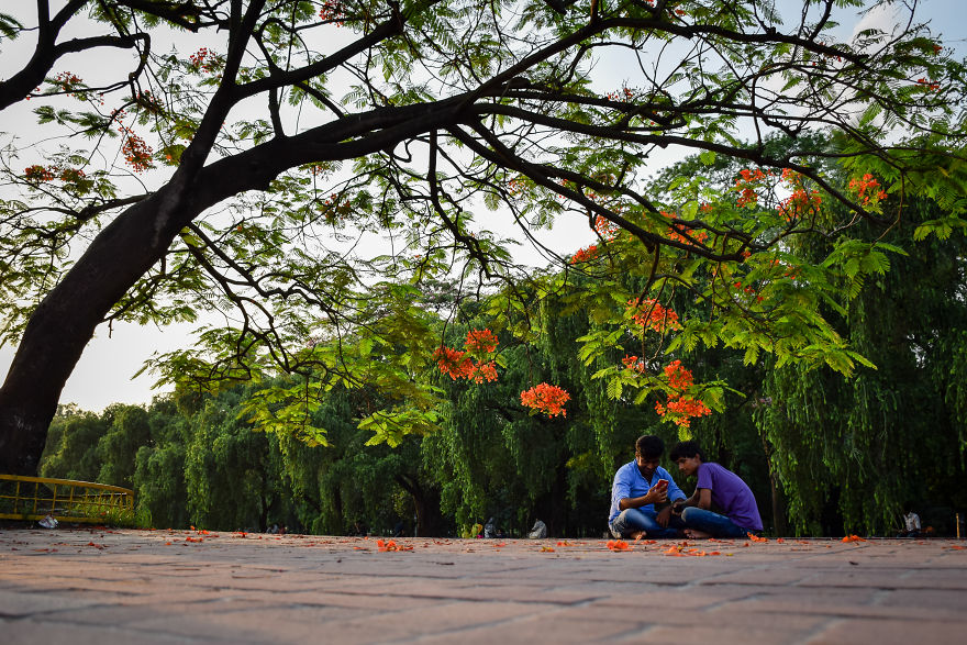 The Romantic Color Of The "Krishnachura"