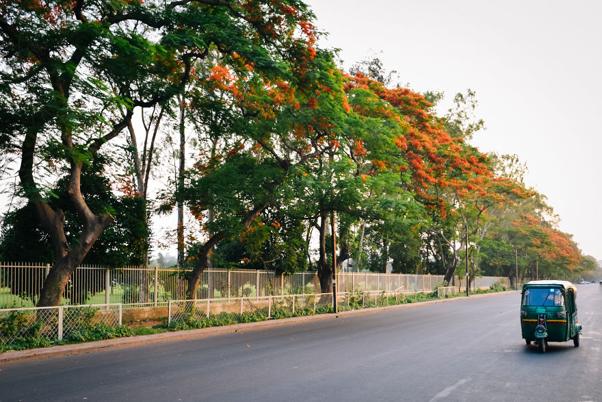 The Romantic Color Of The "Krishnachura"