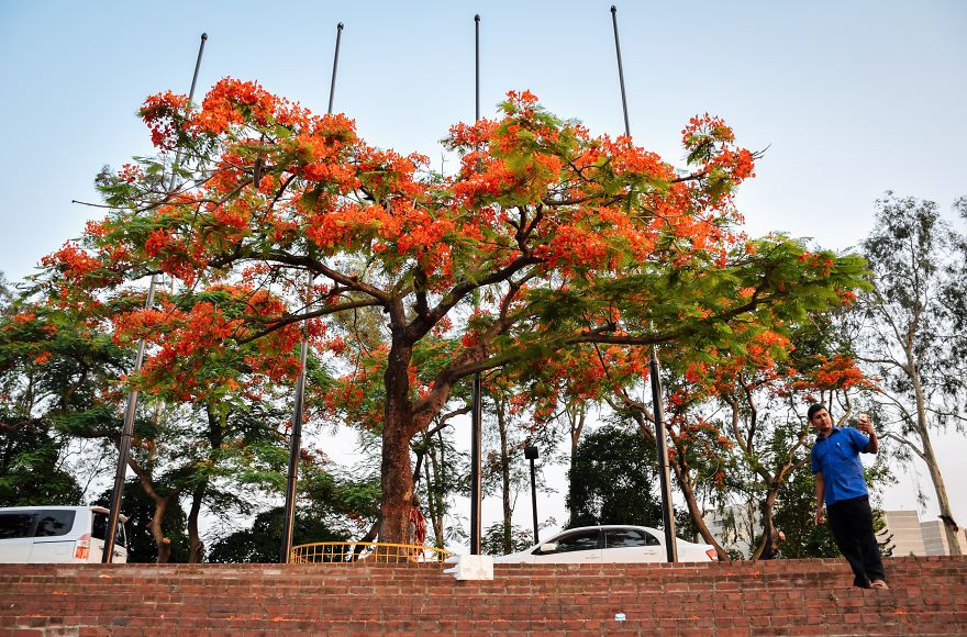 The Romantic Color Of The "Krishnachura"