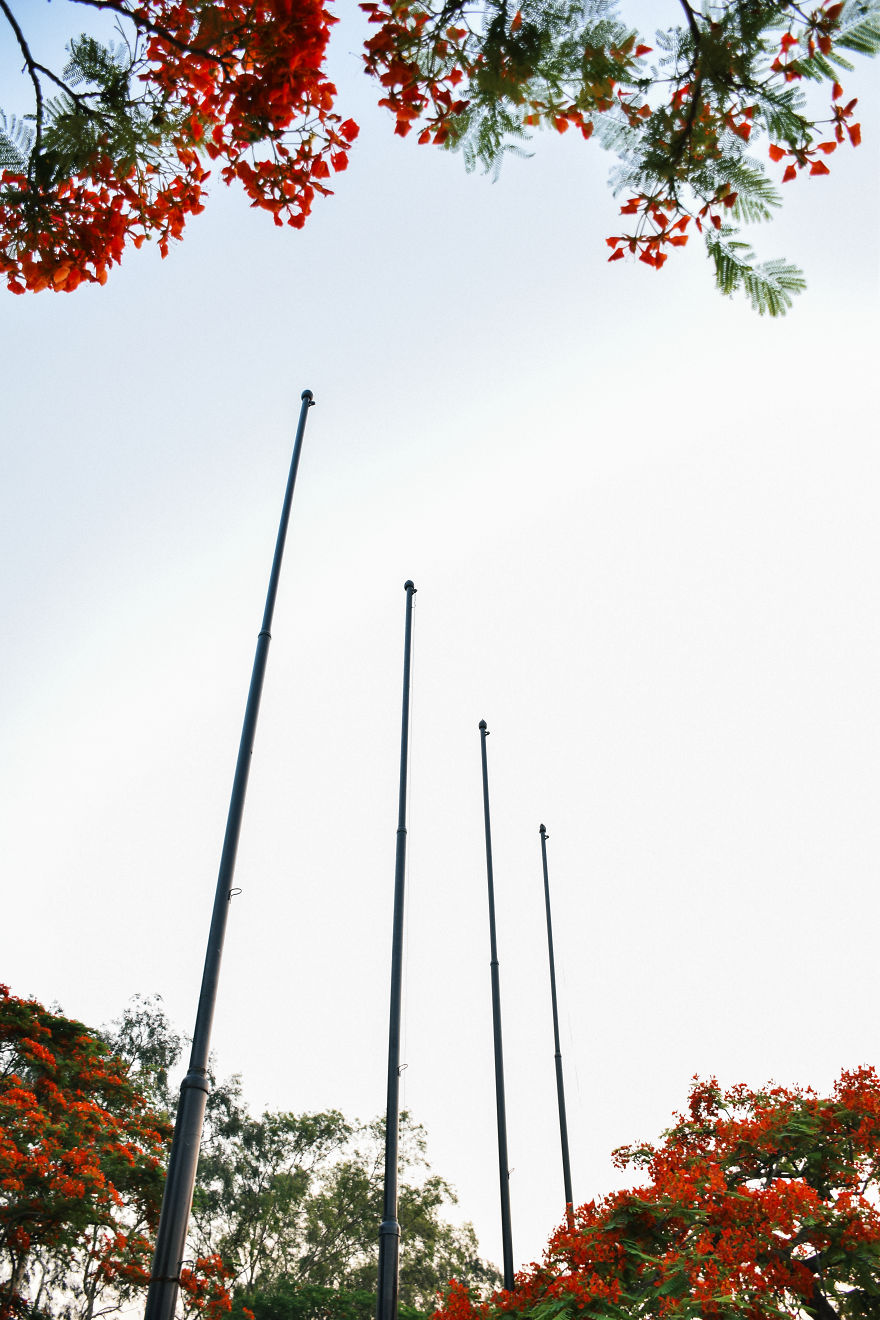 The Romantic Color Of The "Krishnachura"