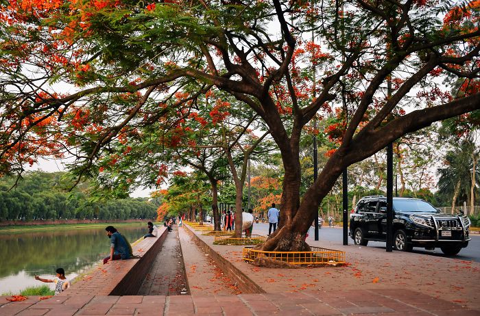 The Romantic Color Of The “Krishnachura”