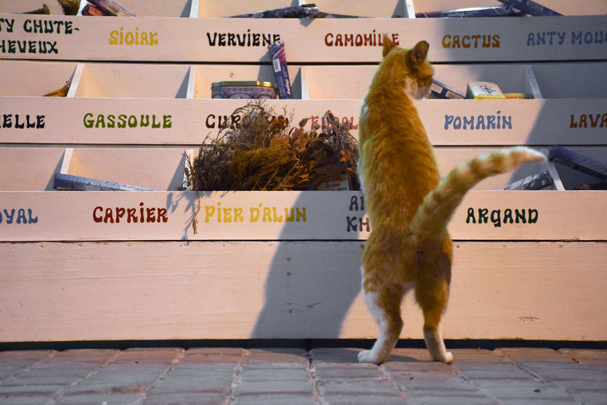 Is This Cat City? Capturing The Cats Of Essaouira, Morocco