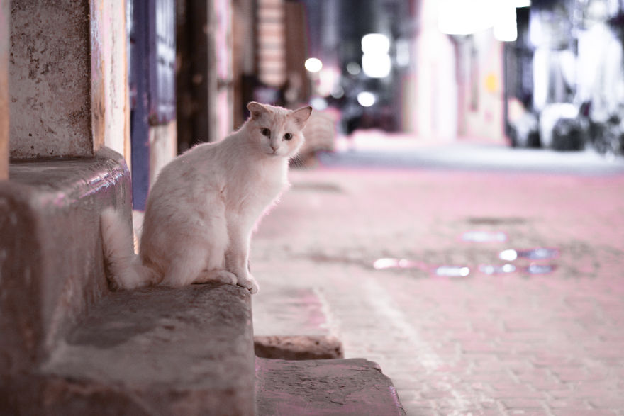 Is This Cat City? Capturing The Cats Of Essaouira, Morocco Is This Cat City? Capturing The Cats Of Essaouira, Morocco