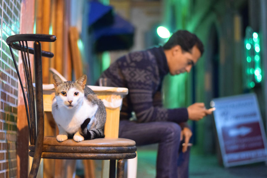 Is This Cat City? Capturing The Cats Of Essaouira, Morocco Is This Cat City? Capturing The Cats Of Essaouira, Morocco