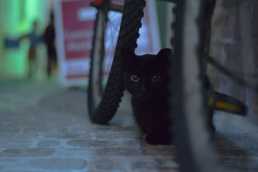 Is This Cat City? Capturing The Cats Of Essaouira, Morocco Is This Cat City? Capturing The Cats Of Essaouira, Morocco