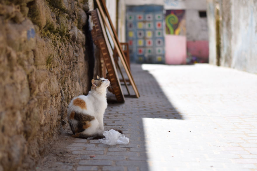 Is This Cat City? Capturing The Cats Of Essaouira, Morocco