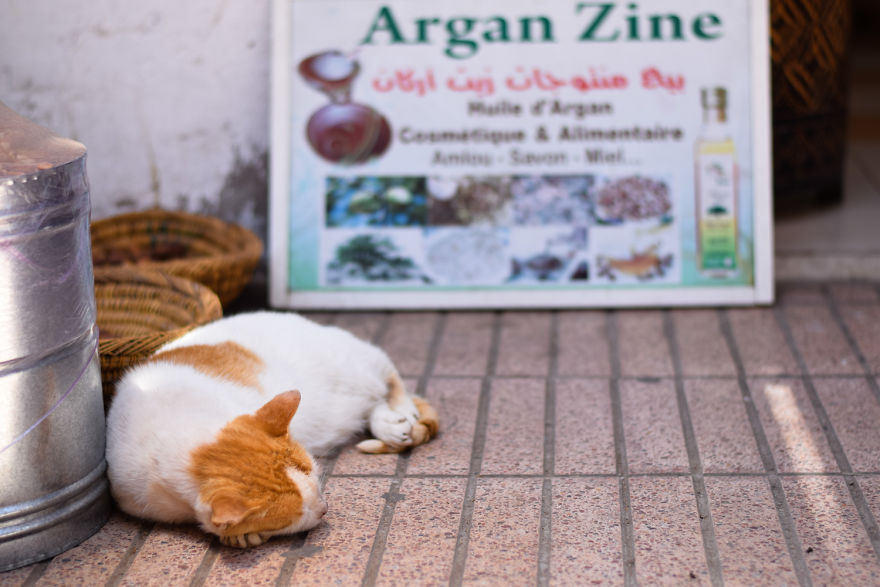 Is This Cat City? Capturing The Cats Of Essaouira, Morocco Is This Cat City? Capturing The Cats Of Essaouira, Morocco