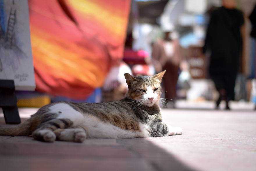 Is This Cat City? Capturing The Cats Of Essaouira, Morocco Is This Cat City? Capturing The Cats Of Essaouira, Morocco