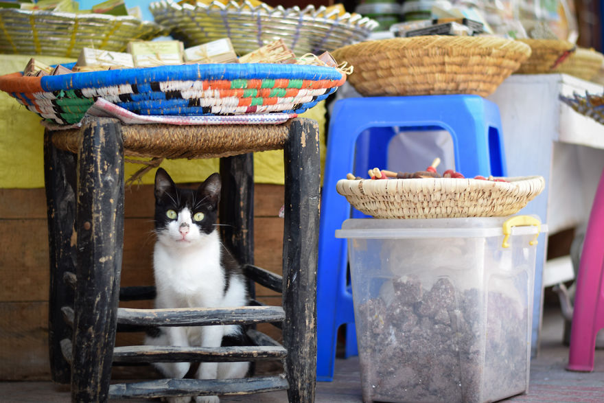 Is This Cat City? Capturing The Cats Of Essaouira, Morocco Is This Cat City? Capturing The Cats Of Essaouira, Morocco