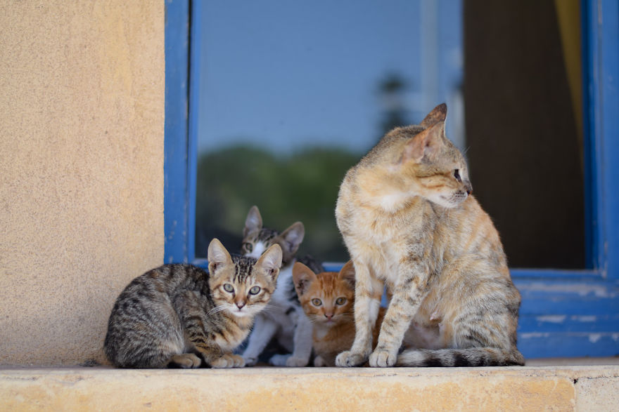 Is This Cat City? Capturing The Cats Of Essaouira, Morocco