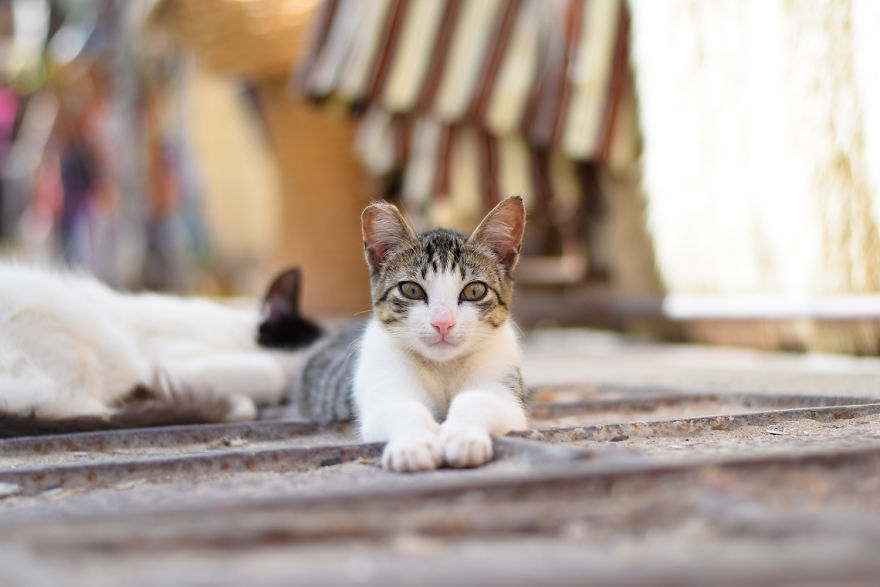 Is This Cat City? Capturing The Cats Of Essaouira, Morocco