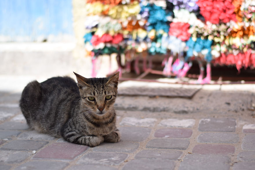 Is This Cat City? Capturing The Cats Of Essaouira, Morocco