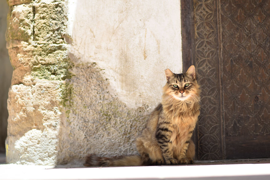 Is This Cat City? Capturing The Cats Of Essaouira, Morocco