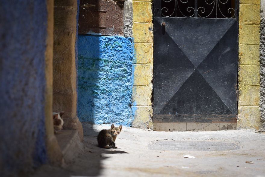 Is This Cat City? Capturing The Cats Of Essaouira, Morocco Is This Cat City? Capturing The Cats Of Essaouira, Morocco