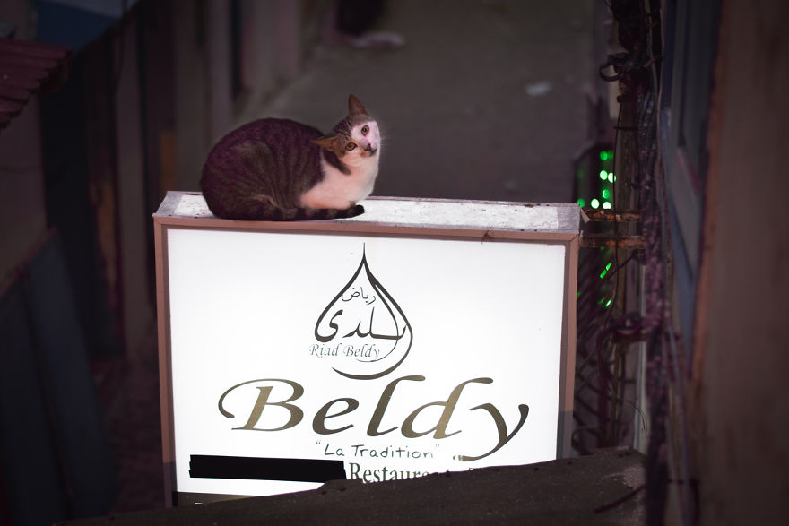 Is This Cat City? Capturing The Cats Of Essaouira, Morocco Is This Cat City? Capturing The Cats Of Essaouira, Morocco