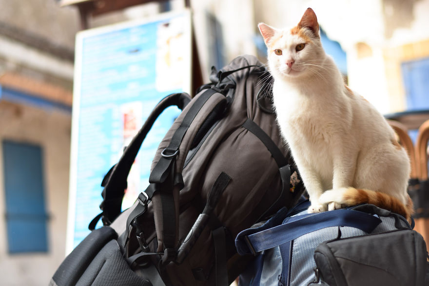 Is This Cat City? Capturing The Cats Of Essaouira, Morocco Is This Cat City? Capturing The Cats Of Essaouira, Morocco