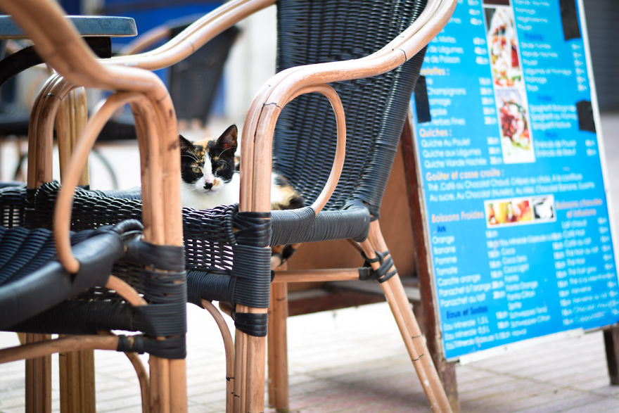 Is This Cat City? Capturing The Cats Of Essaouira, Morocco