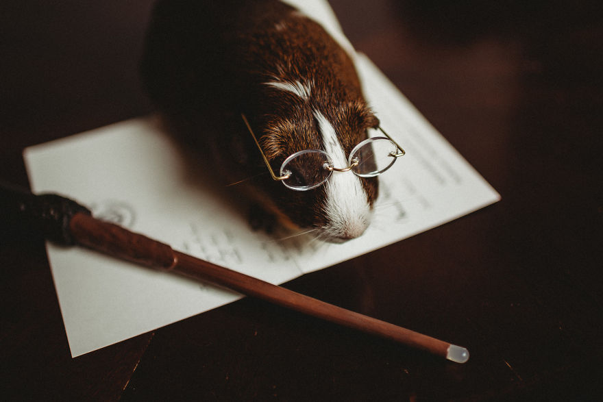 There's A Witch In The Family: I Made A Harry Potter-Themed Photo Shoot With My Guinea Pig