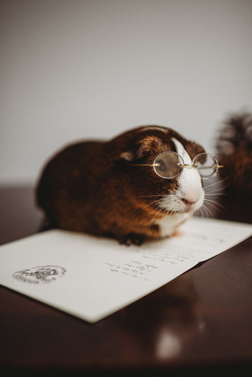 There's A Witch In The Family: I Made A Harry Potter-Themed Photo Shoot With My Guinea Pig