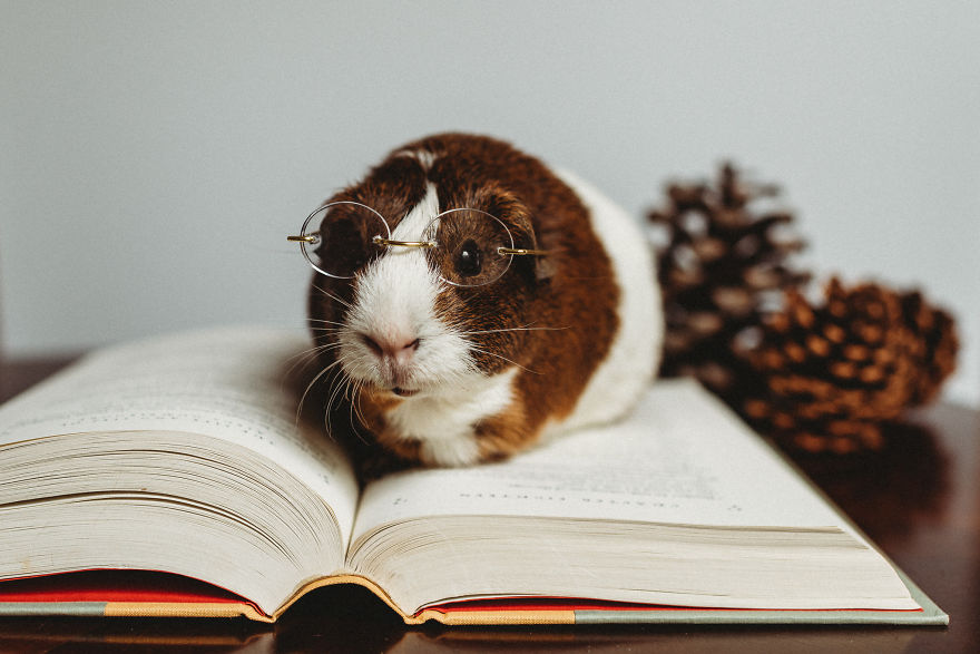There's A Witch In The Family: I Made A Harry Potter-Themed Photo Shoot With My Guinea Pig
