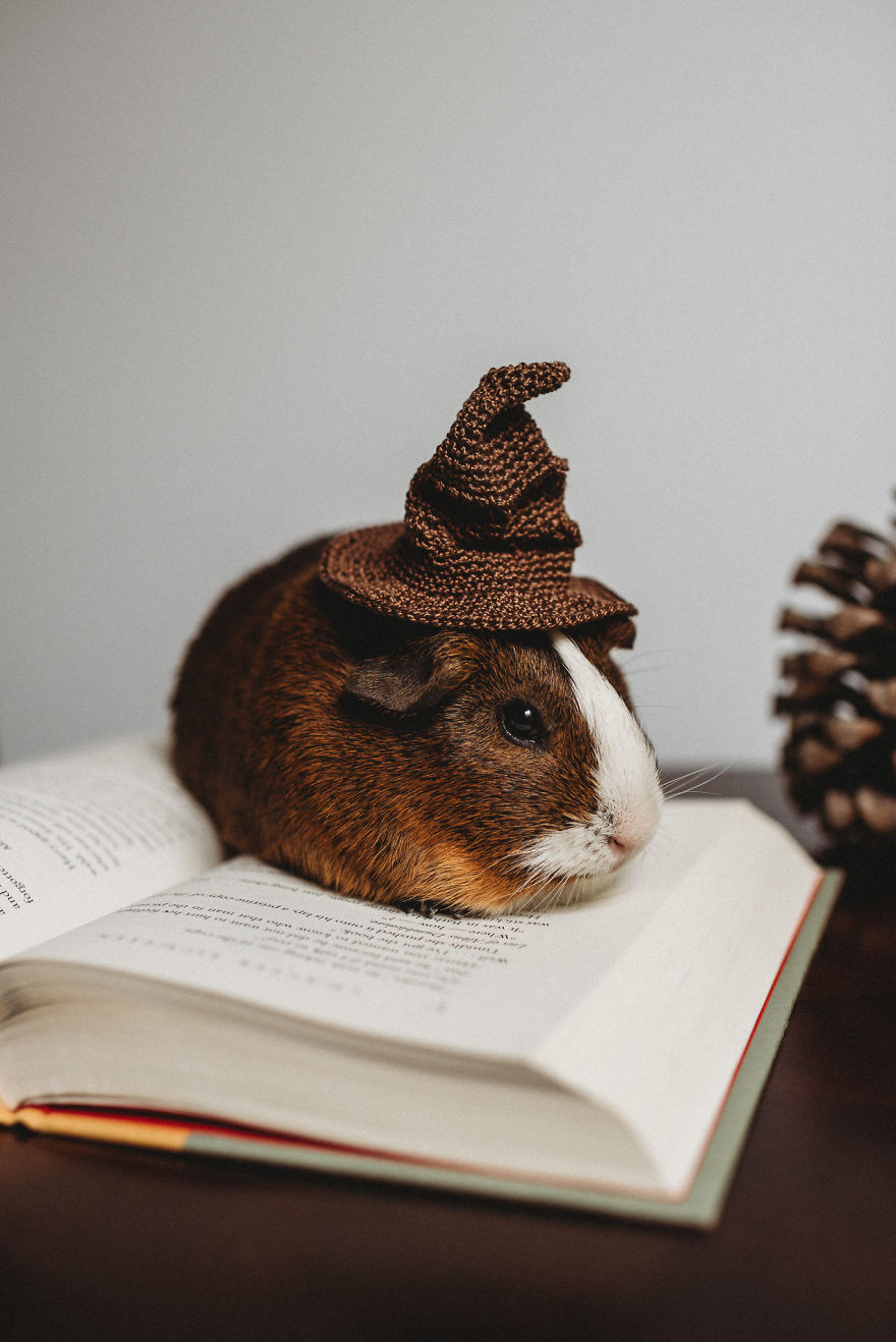 There's A Witch In The Family: I Made A Harry Potter-Themed Photo Shoot With My Guinea Pig There's A Witch In The Family: I Made A Harry Potter-Themed Photo Shoot With My Guinea Pig