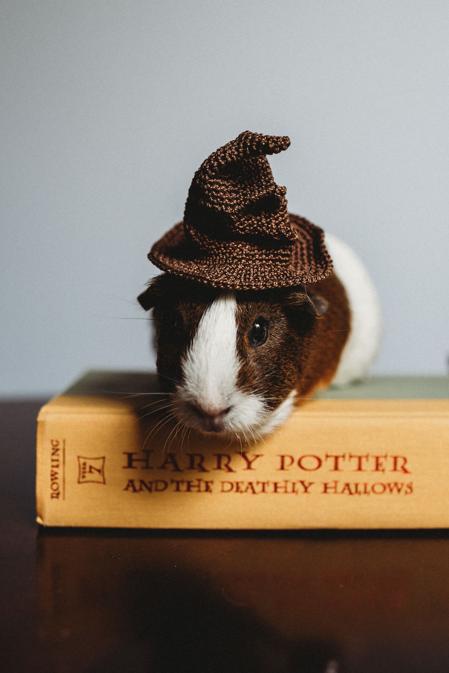 There's A Witch In The Family: I Made A Harry Potter-Themed Photo Shoot With My Guinea Pig There's A Witch In The Family: I Made A Harry Potter-Themed Photo Shoot With My Guinea Pig
