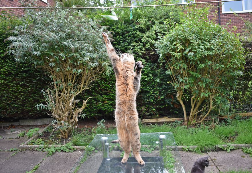 Discover The Best Toy For Cats. They Go Crazy With It!