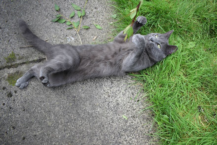 Discover The Best Toy For Cats. They Go Crazy With It!