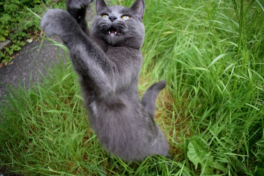 Discover The Best Toy For Cats. They Go Crazy With It!