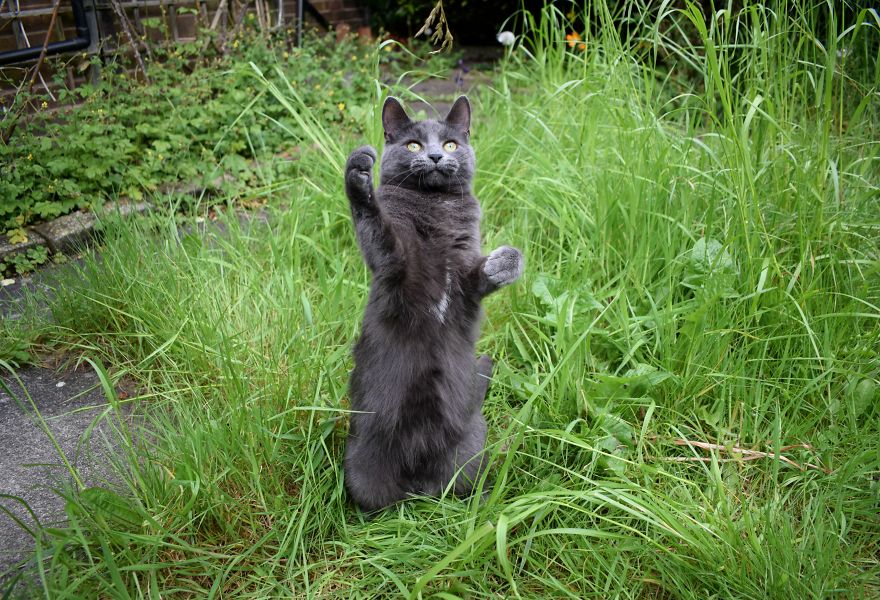 Discover The Best Toy For Cats. They Go Crazy With It!