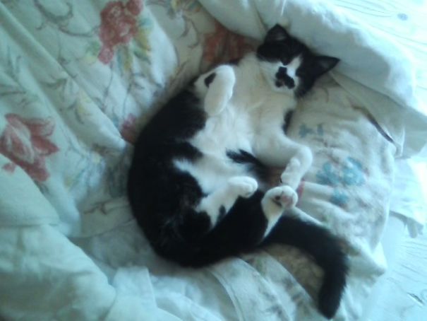 Jojo Girl With The Black Cat Mustache