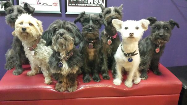 The Gang Being Bribed With Carrots For A National Dog Day Pic.