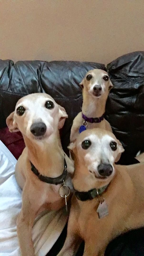 This Was Their Faces After I Walked In The Room And Yelled, "ok, Who Did It?"