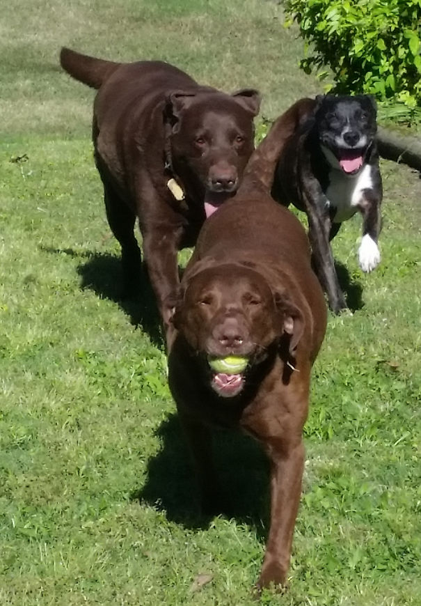 One Of These Is Not Like The Others, Only Thing Is She Doesn't Know She's Not A Retriever.