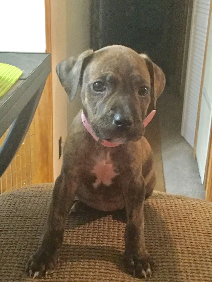 My 5 Pound Pitbull Puppy. From When We First Got Her Home. See Her Now 50 Pounds And Beautiful