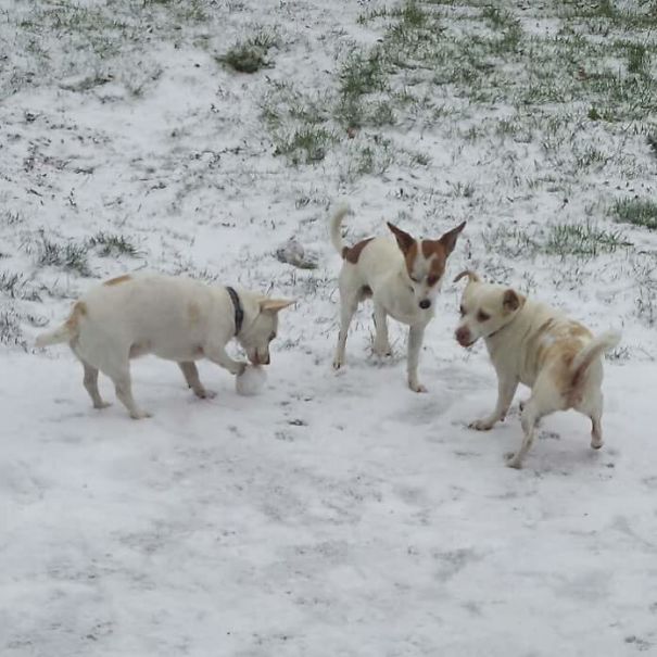 Willy Pete, Scout, Blue