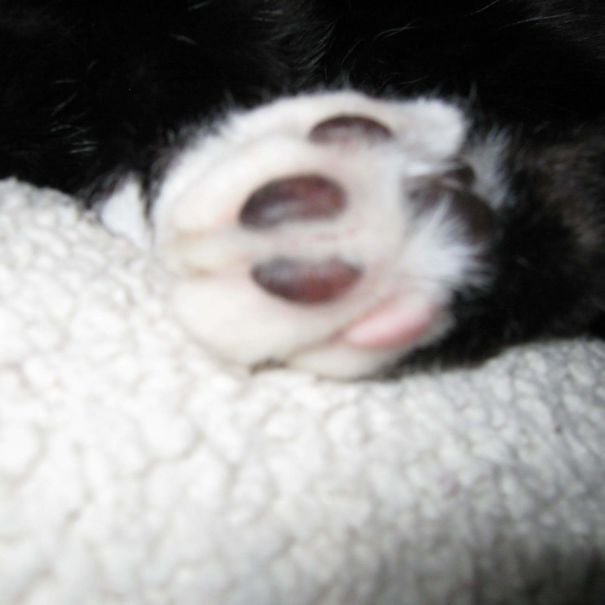 My Cat's Toes Were All Black Except His Back Left Little Piggy Toe.